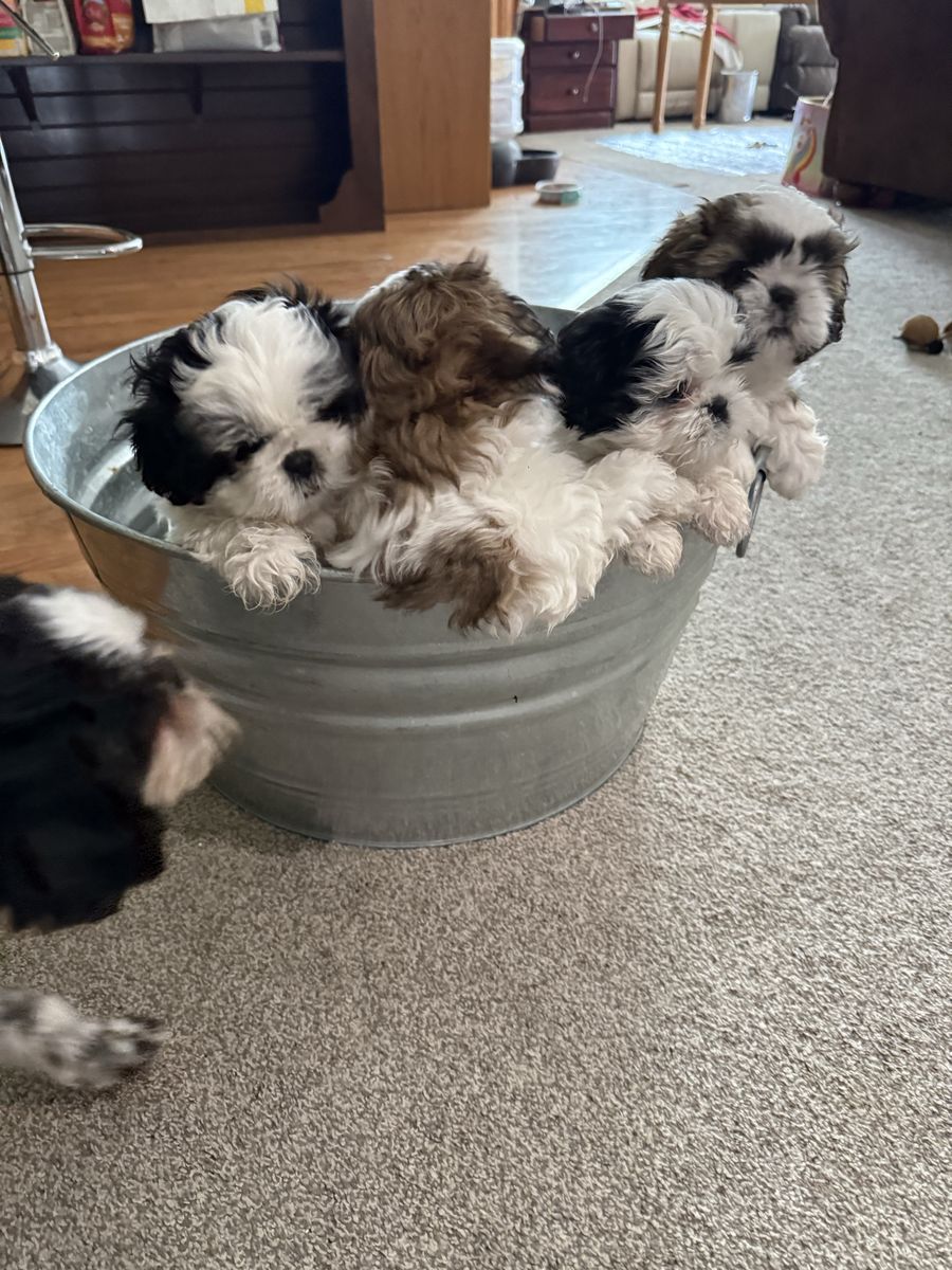 Shin-Tzu puppies
