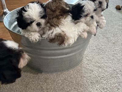 Shin-Tzu puppies