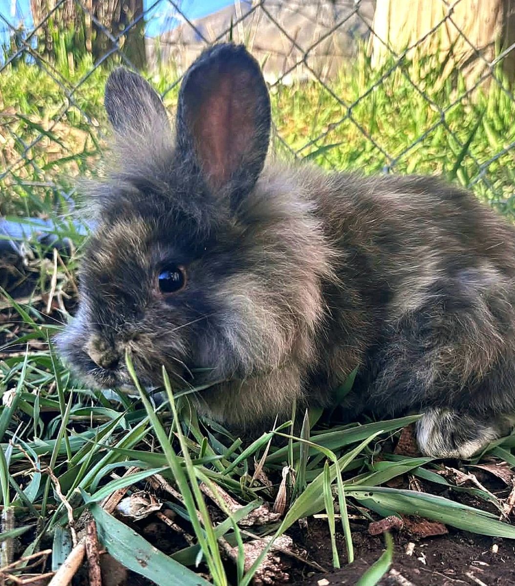 Baby Bunnies- It's so fluffy I'm going to die!!