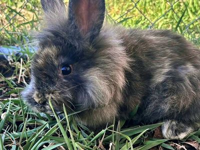Baby Bunnies- It's so fluffy I'm going to die!!