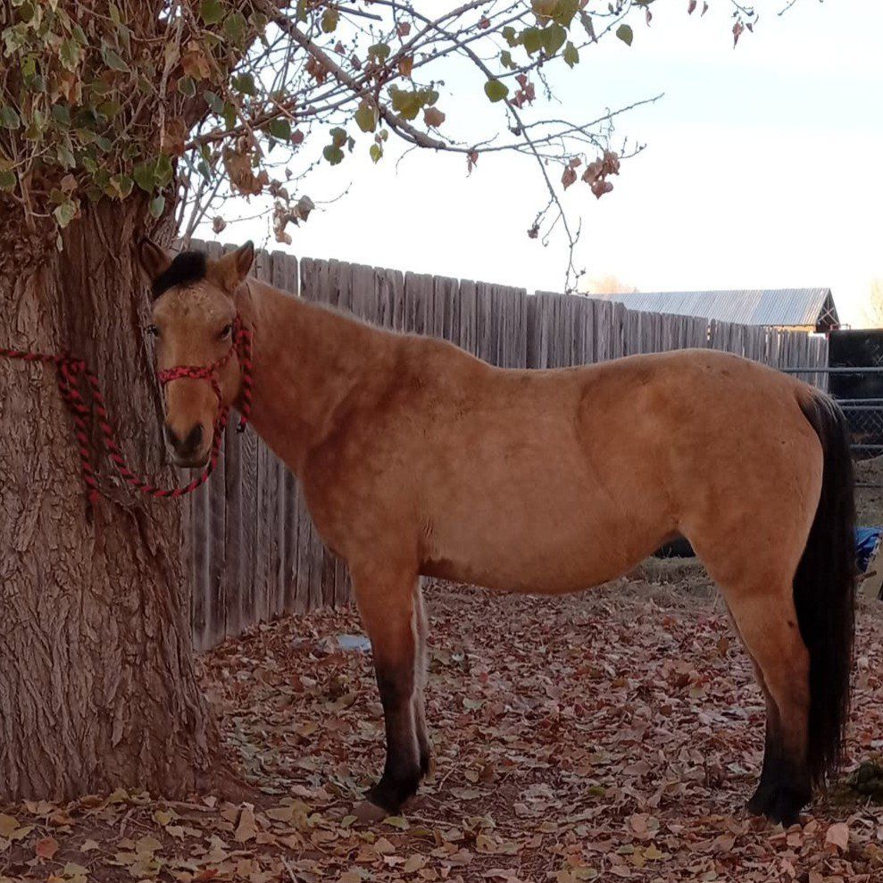 Roxy-3yo buckskin mare- price obo