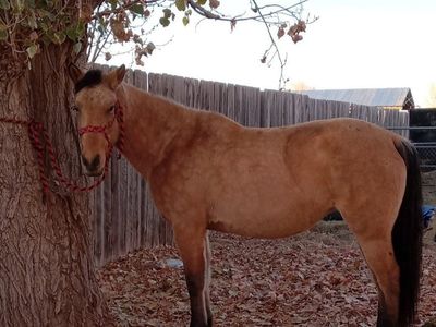 Roxy-3yo buckskin mare- price obo