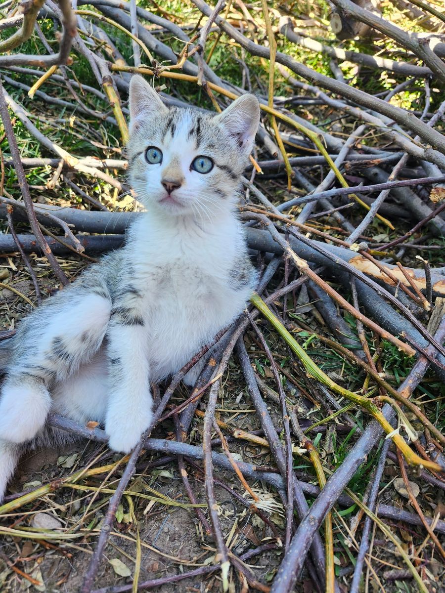 Farm Cat Kittens - Excellent Mousers