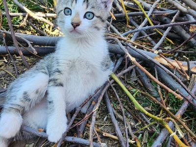 Farm Cat Kittens - Excellent Mousers