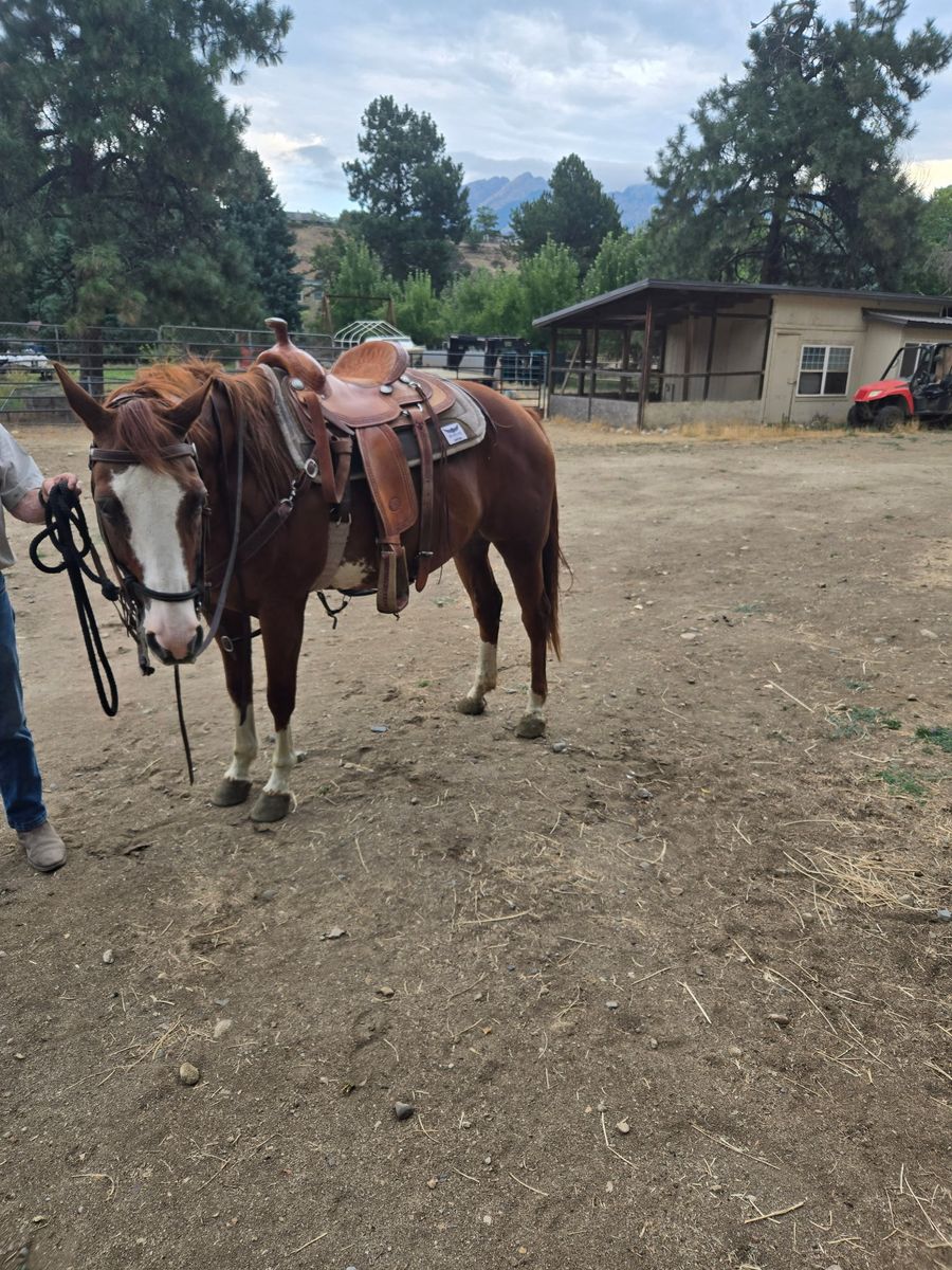 Six-Year-Old Paint Horse