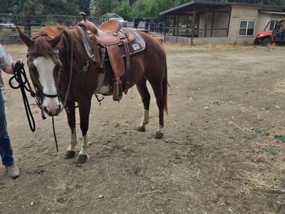 Six-Year-Old Paint Horse