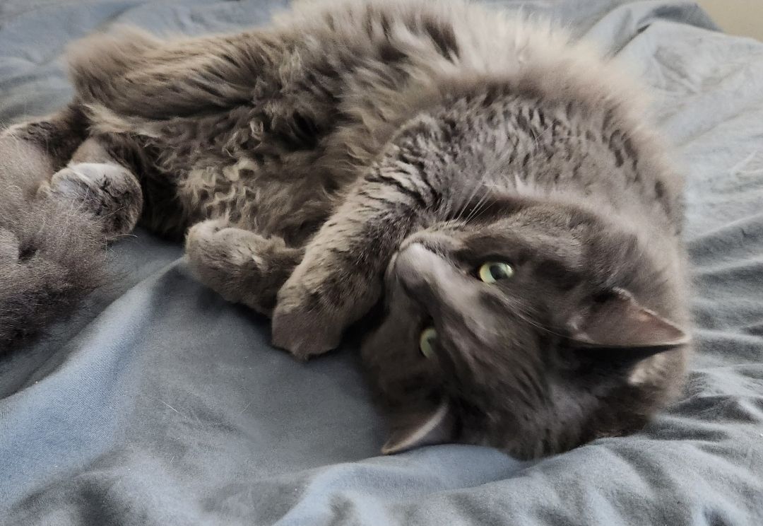 Cat + Automatic litter box