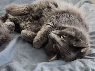 Cat + Automatic litter box