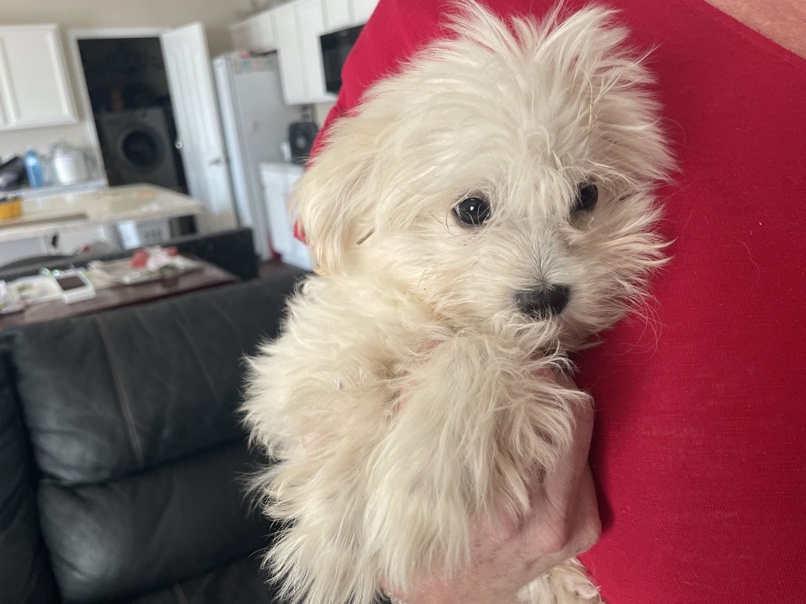 Maltese mix Pups