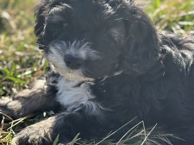 Cockapoo Puppies!!