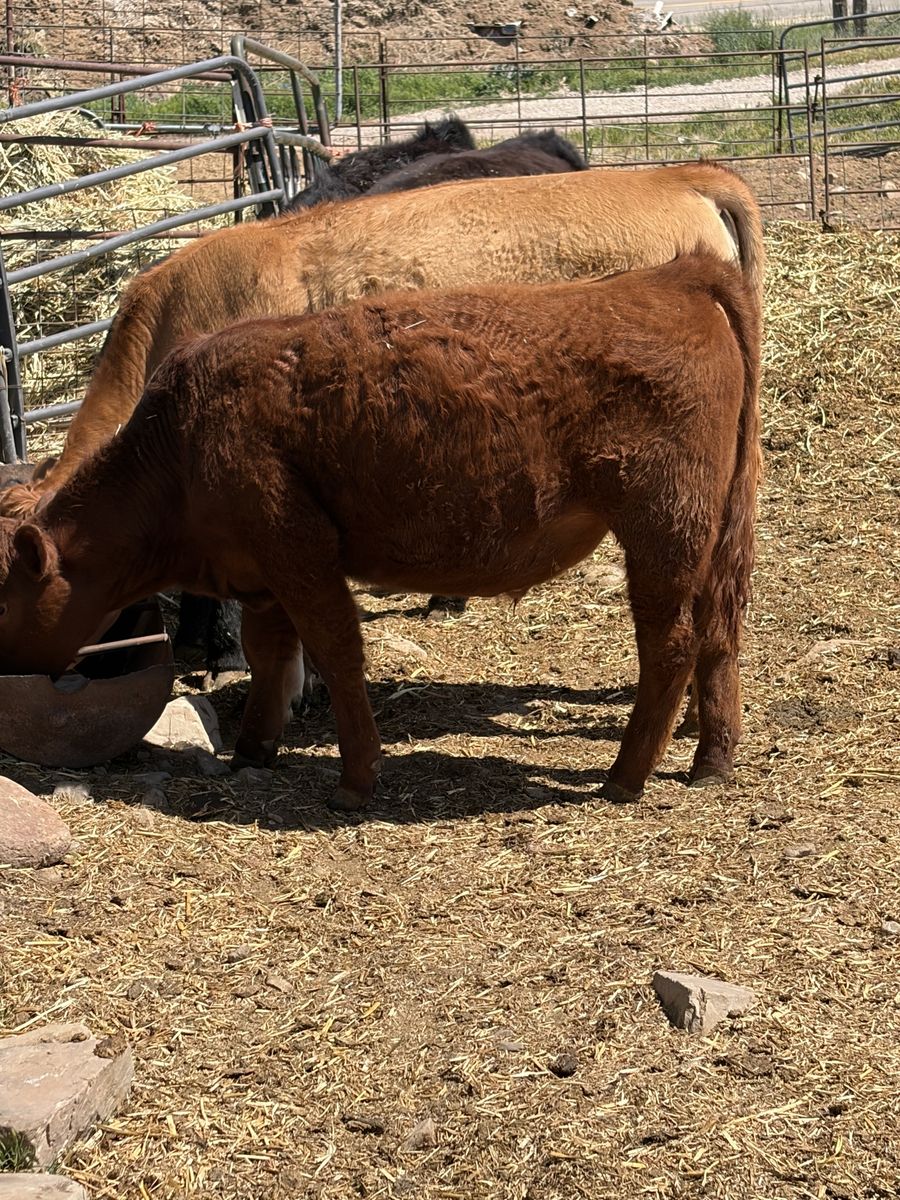 2025 model steers