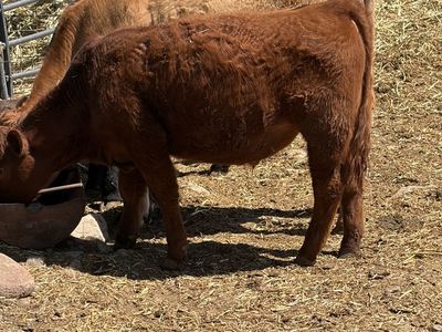 2025 model steers