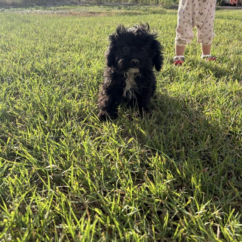 F1b Cavapoo last one!