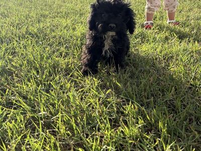 F1b Cavapoo last one!