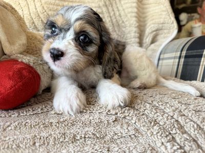 Reduced 3 Precious male Cavapoo puppies Las Vegas