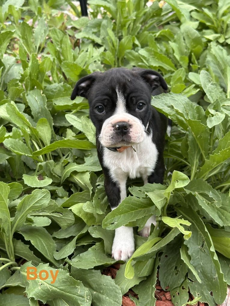 ACA Boston Terrier