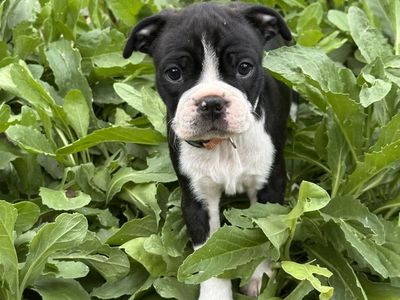 ACA Boston Terrier