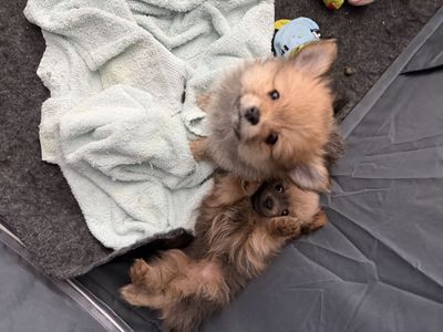 75% Pomeranian 25% Shih Tzu Puppies - 8 Weeks Old Girls