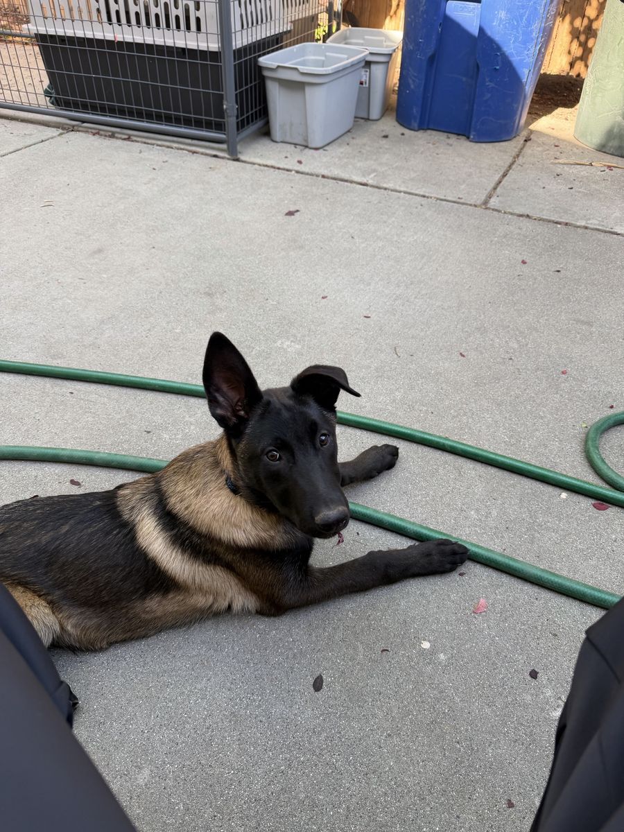 Male Malinois Puppy