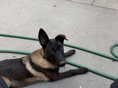 Male Malinois Puppy