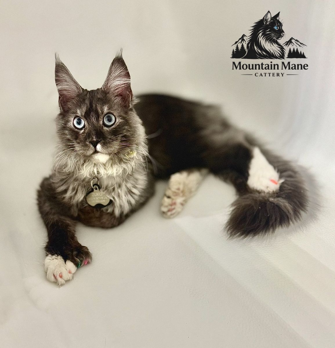 European maine coon stud service polydactyl