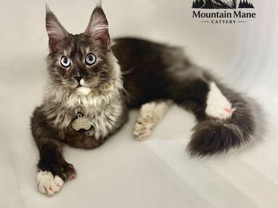 European maine coon stud service polydactyl