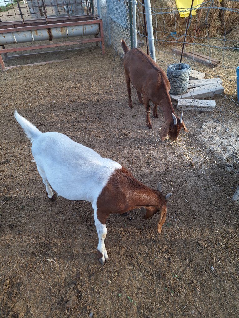 Two Nubian Goats, Brown & White - Ready for a New Home