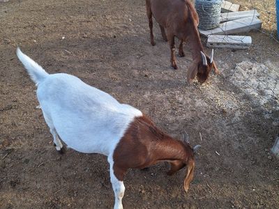 Two Nubian Goats, Brown & White - Ready for a New Home