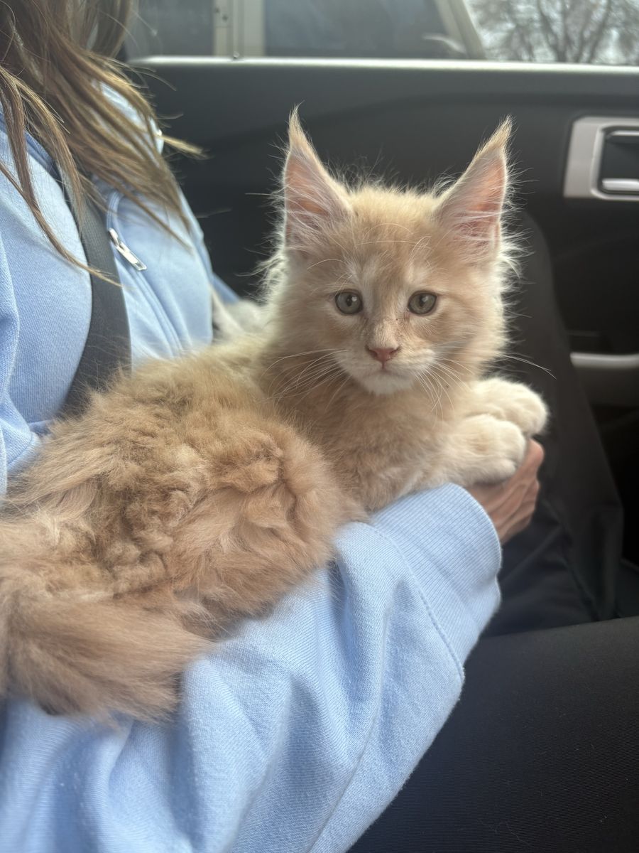 European Maine Coon Kitten