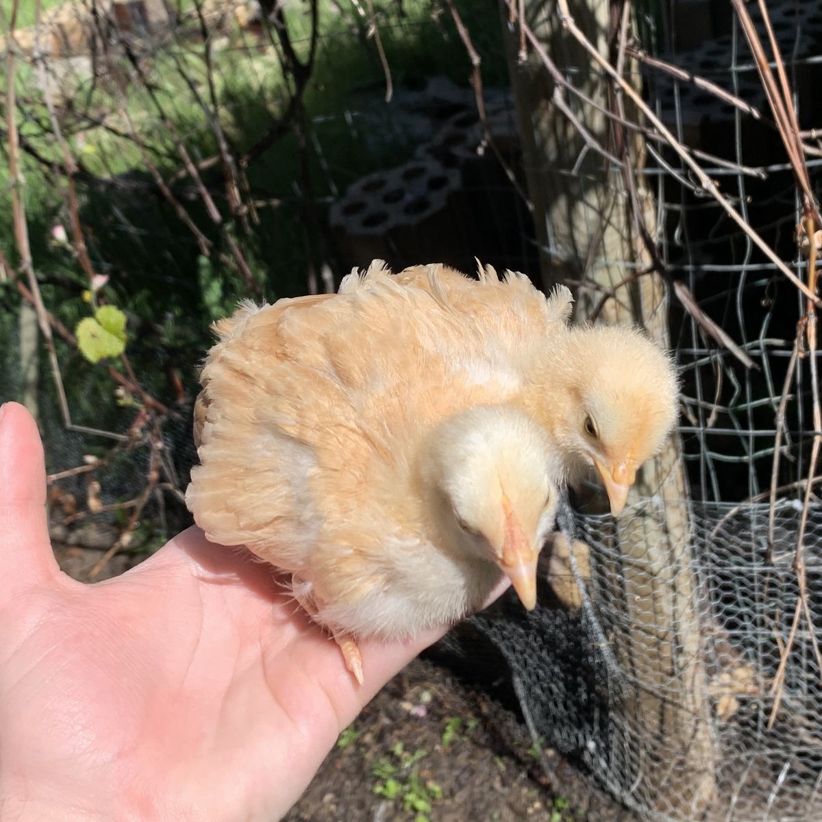SALE 3wk Buff Orpington Chicks