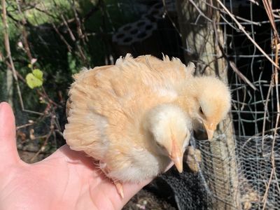 SALE 3wk Buff Orpington Chicks
