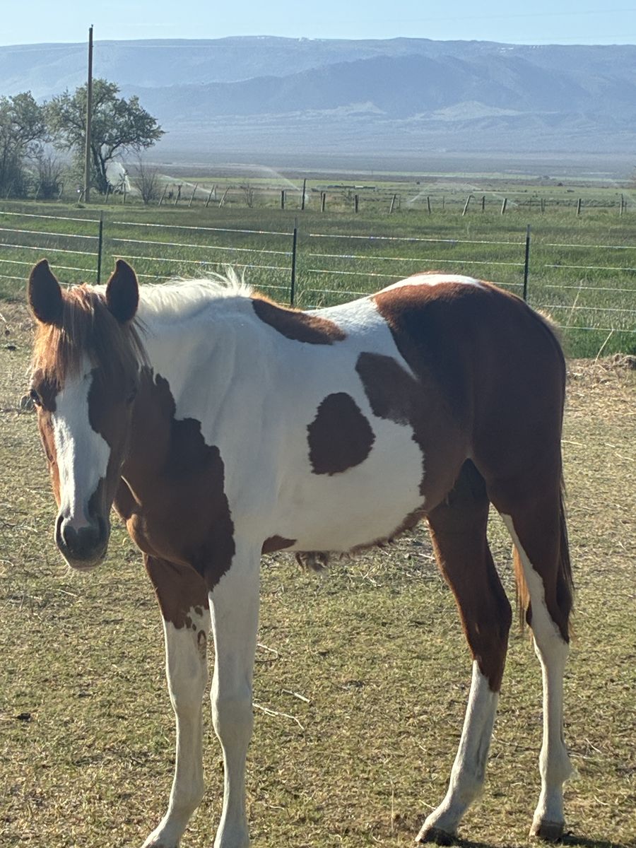 Yearling Race Bred