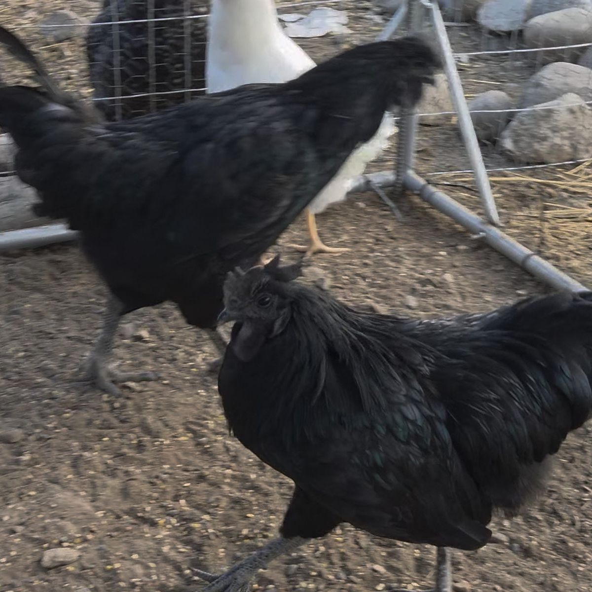Ayam Cemani, Zombie, white leghorn