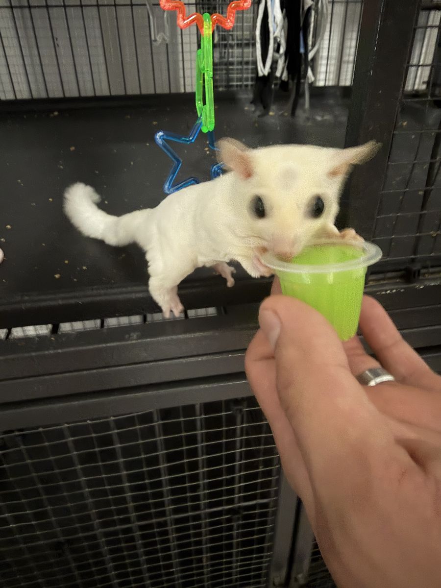 Sugar gliders