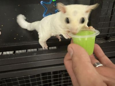 Sugar gliders