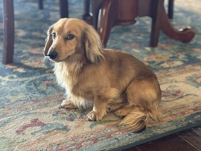 AKC Mini Dachshund For Stud (DNA certified/Health tested)
