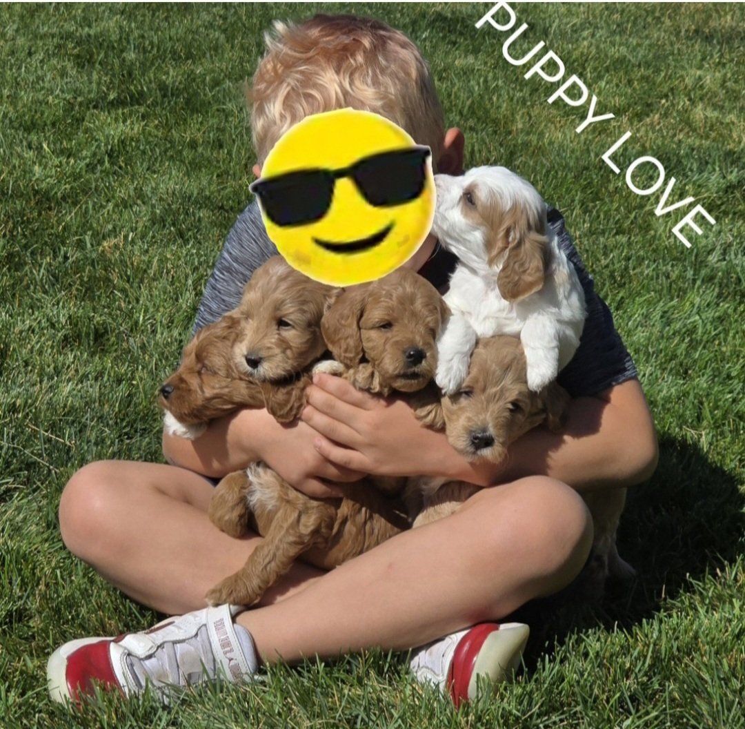 Goldendoodle Puppies