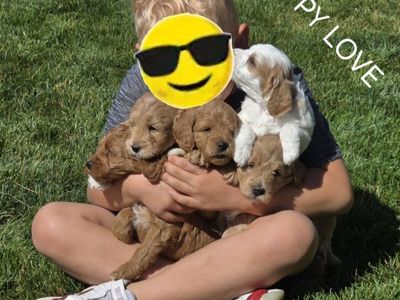 Goldendoodle Puppies