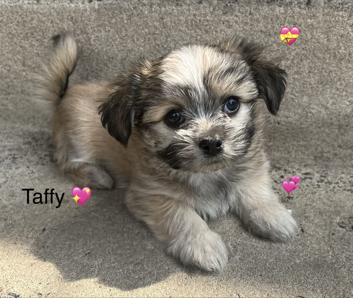 Rare Purebred Mi-Ki Puppies