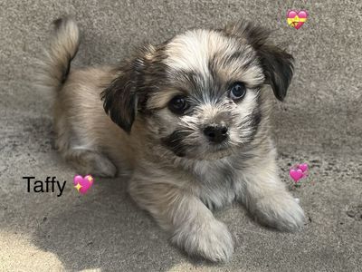 Rare Purebred Mi-Ki Puppies