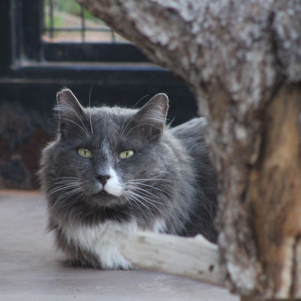 Hello my name is Thunder