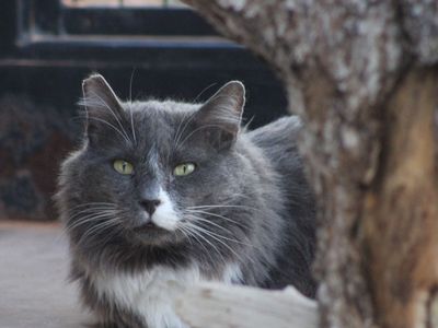 Hello my name is Thunder