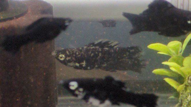 Male Molly Fish For Sale
