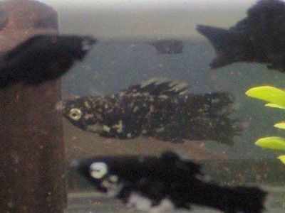 Male Molly Fish For Sale