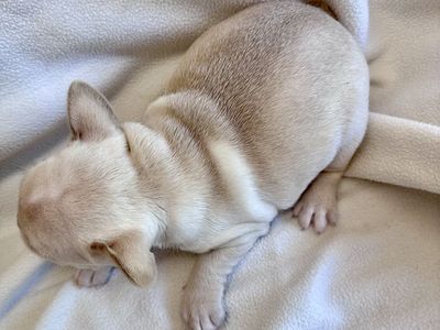 AKC French Bulldog Puppies- price reduced