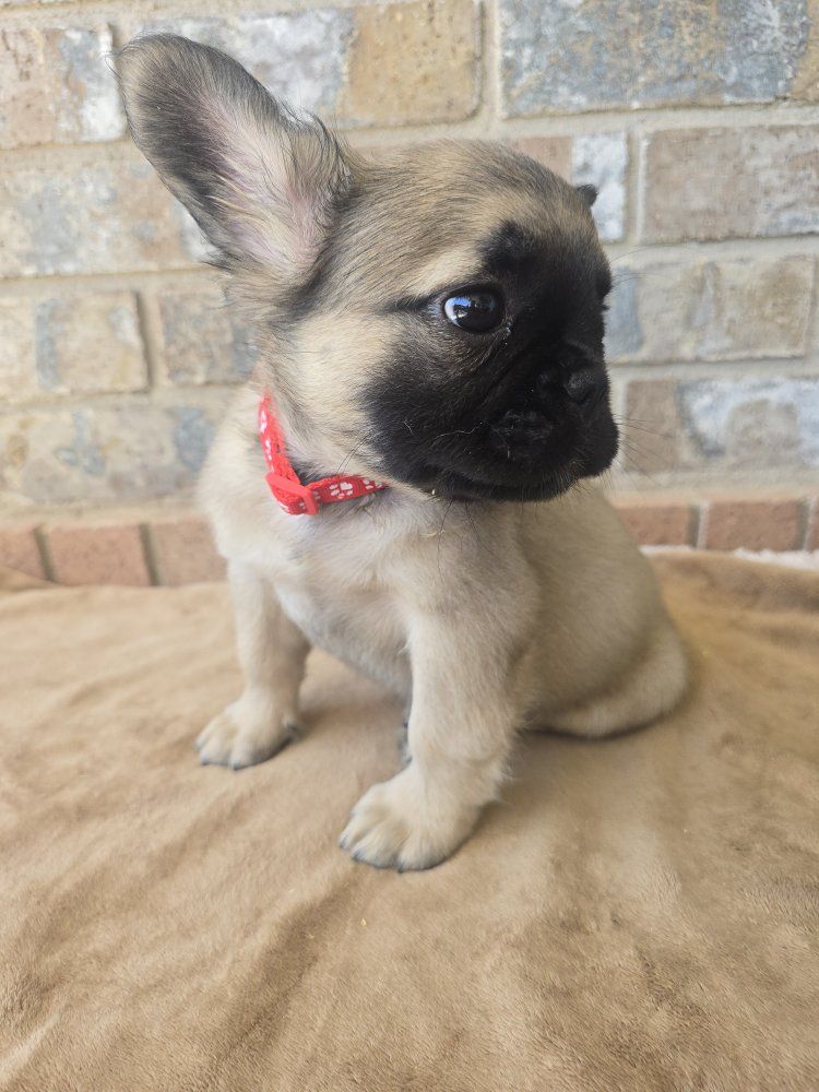 Fluffy French Bulldog MALE