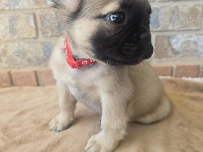 Fluffy French Bulldog MALE
