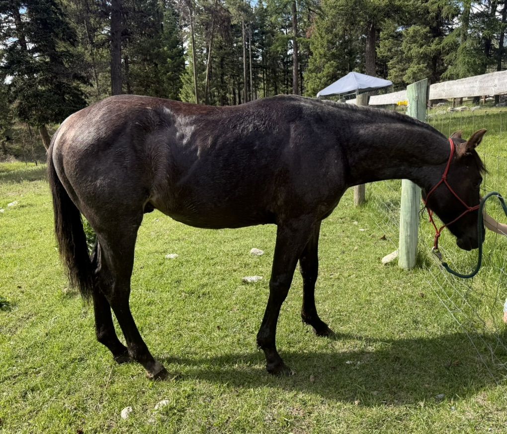2025 AQHA Blue Roan Stud Colt