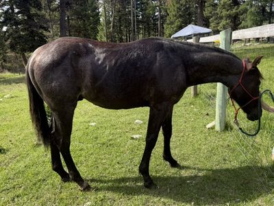 2025 AQHA Blue Roan Stud Colt
