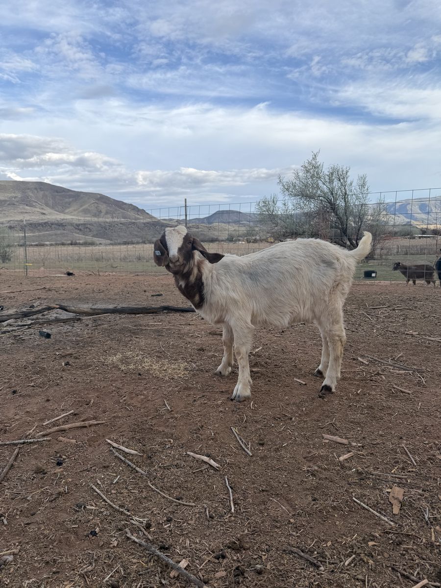 Boer Nanny Goats Yearlings